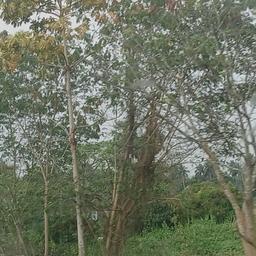 place